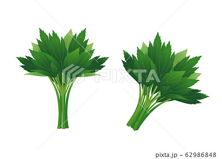 明日葉 明日葉 62986848