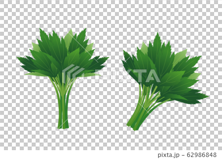 明日葉 明日葉 62986848