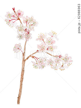 Prunus Pseudo Cerasus さくらんぼの花のイラスト素材