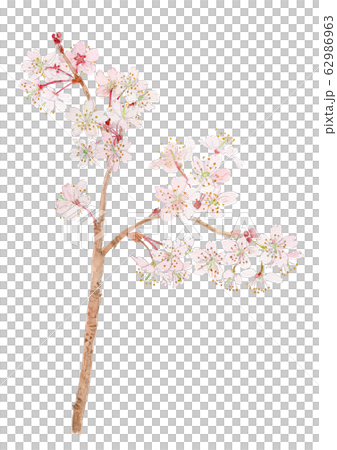 Prunus Pseudo Cerasus さくらんぼの花のイラスト素材