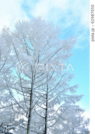 青空をバックに霧氷の花咲くカラ松の大木 青空をバックに霧氷の花咲くカラ松の大木 62987050