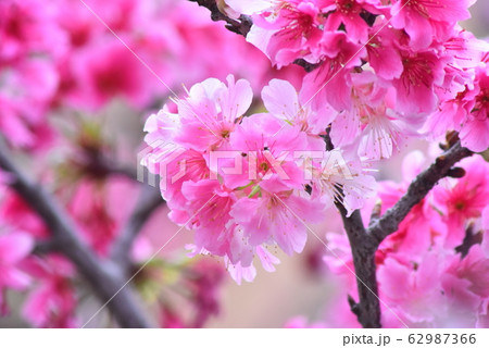 那覇の公園に咲く緋寒桜 那覇の公園に咲く緋寒桜 62987366