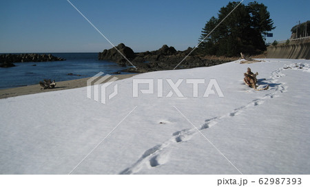雪積もる砂浜と流木と足跡 雪積もる砂浜と流木と足跡 62987393