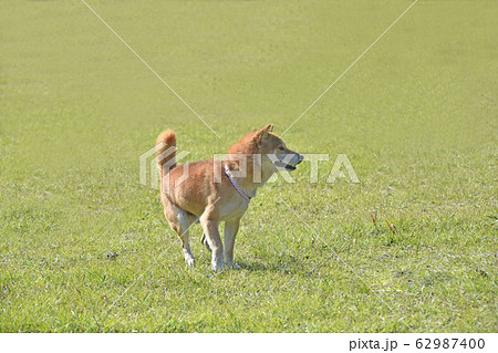 柴犬と芝生 柴犬と芝生 62987400