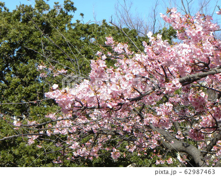 稲毛海岸駅前の河津桜が満開です 稲毛海岸駅前の河津桜が満開です 62987463