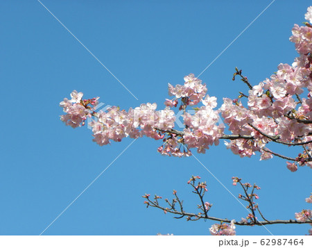 稲毛海岸駅前の河津桜が満開です 稲毛海岸駅前の河津桜が満開です 62987464