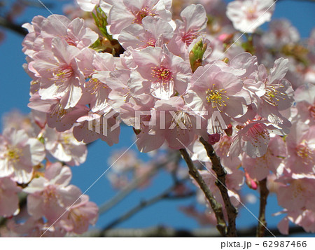 稲毛海岸駅前の河津桜が満開です 稲毛海岸駅前の河津桜が満開です 62987466