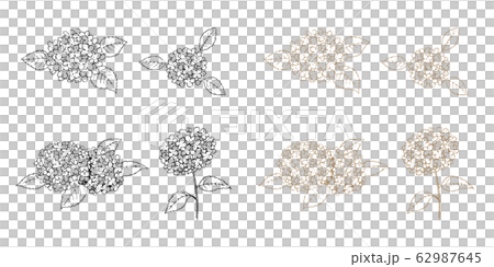 あじさい ラインアートセット あじさい ラインアートセット 62987645