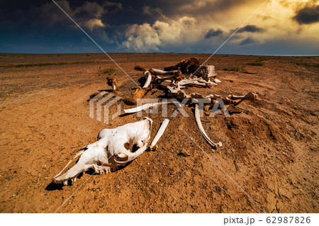 Skull bull in the sand desert at sunset. The concept of death and end of life 62987826