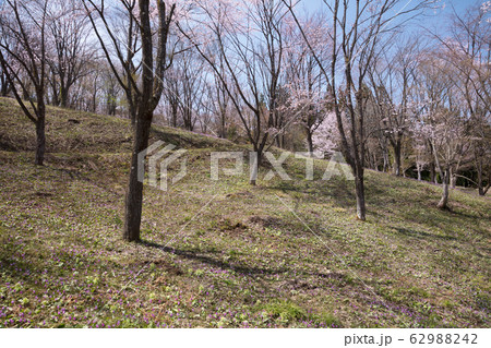 カタクリの花と桜 カタクリの花と桜 62988242