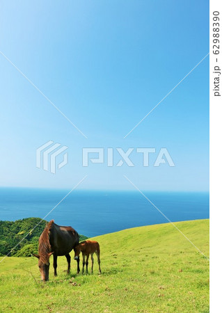 宮崎県 青空の都井岬 宮崎県 青空の都井岬 62988390