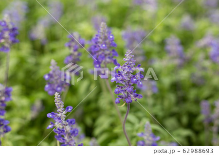 Little purple vicia cracca flowers. Macro background. Little purple vicia cracca flowers. Macro background. 62988693