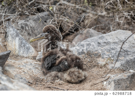 Galapagos Islands - Galapagos Albatross chick aka Waved albatrosses 62988718