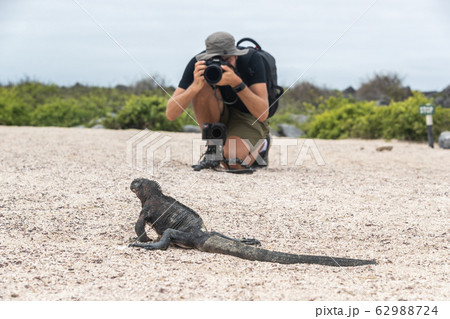 Animal wildlife nature photographer taking picture of Galapagos Christmas Iguana 62988724
