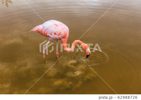 Galapagos Greater Flamingo feeding walking on Isabela Island Galapagos Islands 62988726