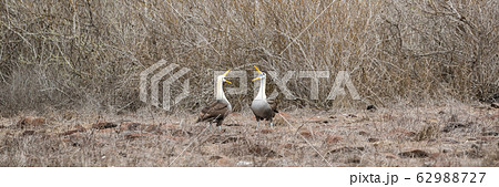Galapagos Albatross aka Waved albatrosses mating dance courtship ritual Galapagos Albatross aka Waved albatrosses mating dance courtship ritual 62988727