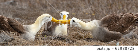 Galapagos Albatross aka Waved albatrosses mating dance courtship ritual 62988728