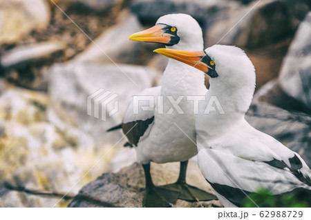 Nazca Booby - Galapagos animals and wildlife 62988729