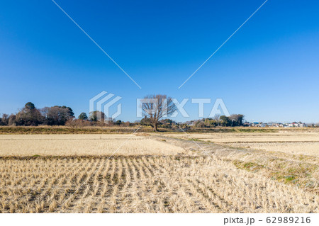 埼玉県さいたま市 見沼田んぼに佇む一本の木 埼玉県さいたま市 見沼田んぼに佇む一本の木 62989216