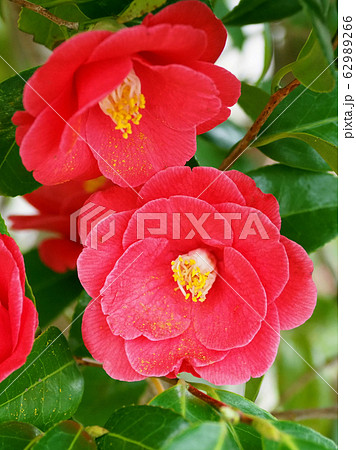 美しい椿（自然質感） 62989266