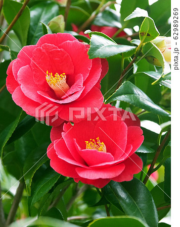 美しい椿（自然質感） 62989269