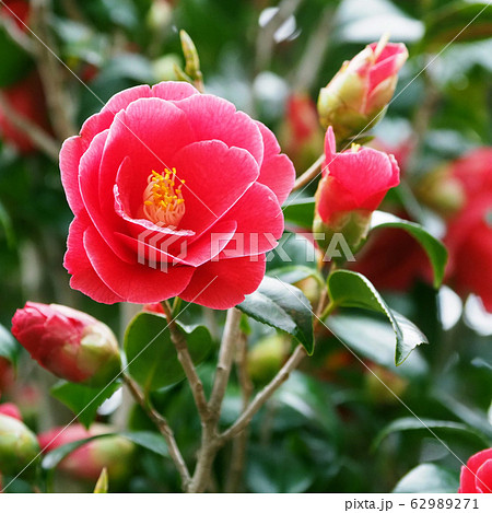 美しい椿(自然質感) 美しい椿(自然質感) 62989271