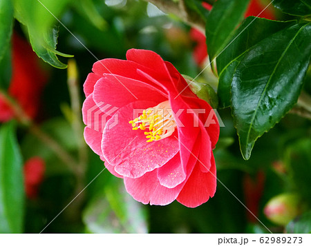 美しい椿（自然質感） 62989273