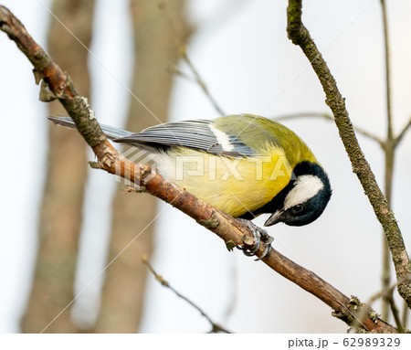 great tit or yellow-bellied tit bird 62989329