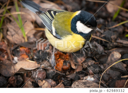 great tit or yellow-bellied tit bird 62989332