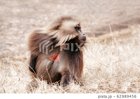 endemic Gelada in Simien mountain, Ethiopia 62989456