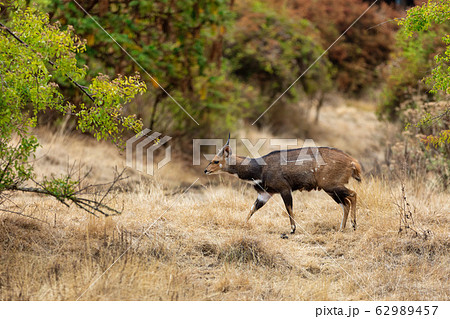 Menelik's Bushbuck Ethiopia. Africa Wildlife 62989457