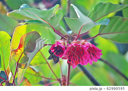 ピンクのシャクナゲモドキの花 62990595