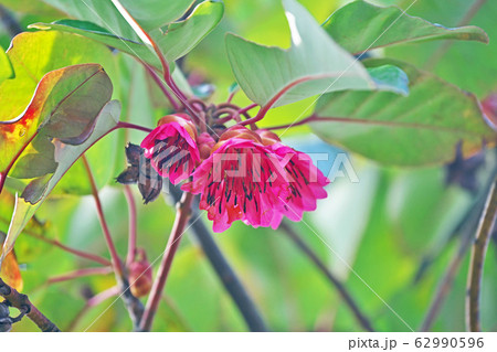 ピンクのシャクナゲモドキの花 ピンクのシャクナゲモドキの花 62990596