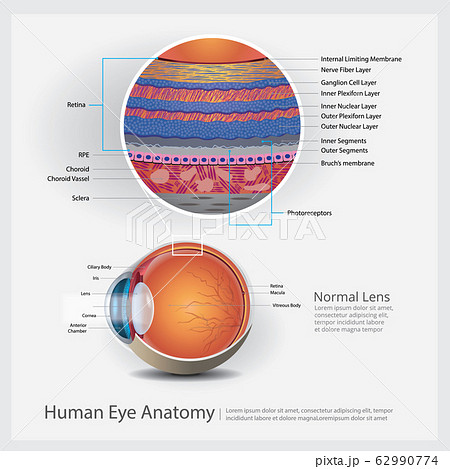 Human Eye Anatomy Vector Illustration 62990774
