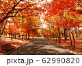 写真素材：紅葉する並木道 62990820