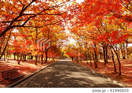 写真素材 紅葉する並木道の写真素材