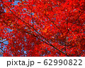 写真素材：赤く紅葉する木々、秋 62990822