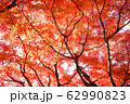 写真素材：赤く紅葉する木々、秋 62990823