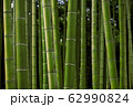 写真素材：日本の竹、竹林 62990824