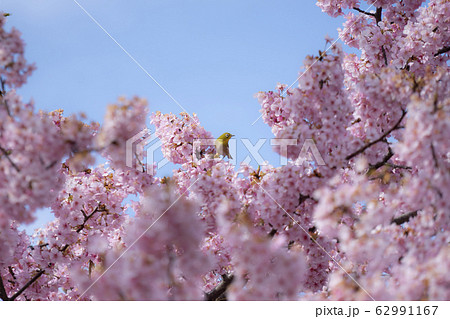 桜と愛くるしいメジロ 春爛漫 桜と愛くるしいメジロ 春爛漫 62991167