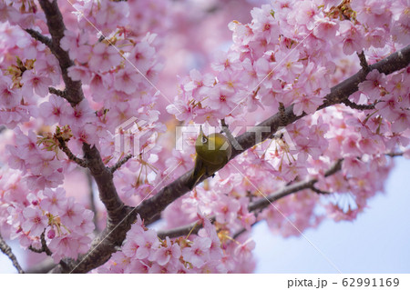 桜と愛くるしいメジロ　春爛漫 62991169