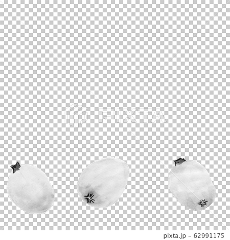 びわ（墨の手描きイラスト） 62991175