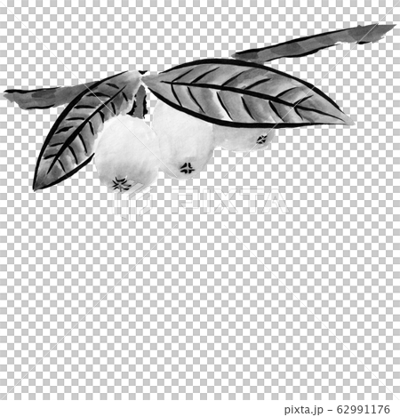 帶枝葉的枇杷單色插圖（水墨手繪插圖） 62991176