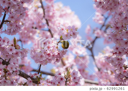 桜とメジロ 春爛漫 桜とメジロ 春爛漫 62991261