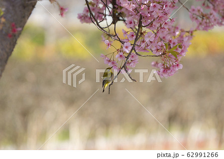 桜とメジロ　春爛漫 62991266