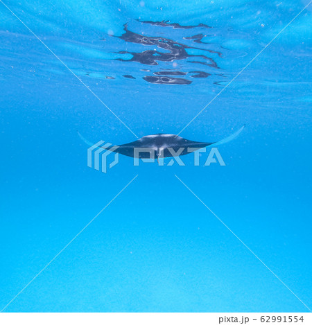 Giant oceanic manta ray, Manta Birostris ,hovering in blue ocean on Maldives islands 62991554