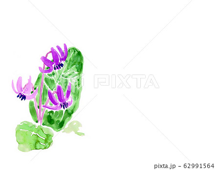 カタクリ　 62991564