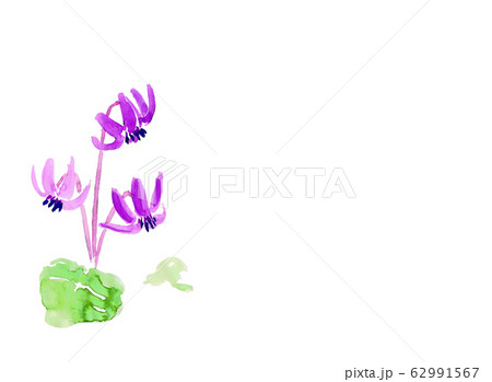 カタクリ カタクリ 62991567