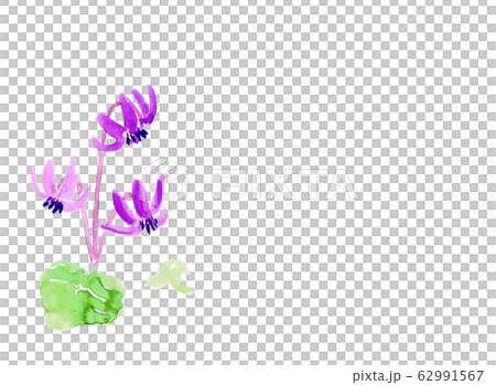 カタクリ カタクリ 62991567