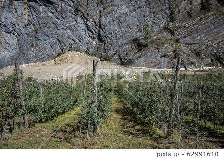 Apple farm on the way Annapurna Circuit Trek 62991610